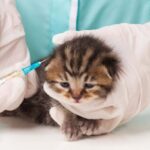 Research on cats opens up possibilities for new cancer treatments