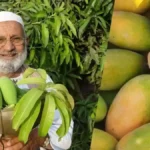 125 سالہ درخت نے ریکارڈ توڑ دیا، 350 اقسام کے آم پیدا ہونے لگے